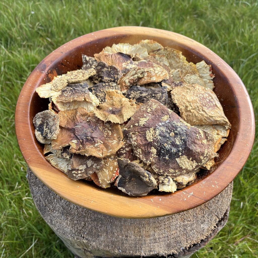 Amanita Regalis Dried Mushroom Caps by Amanita Awakens