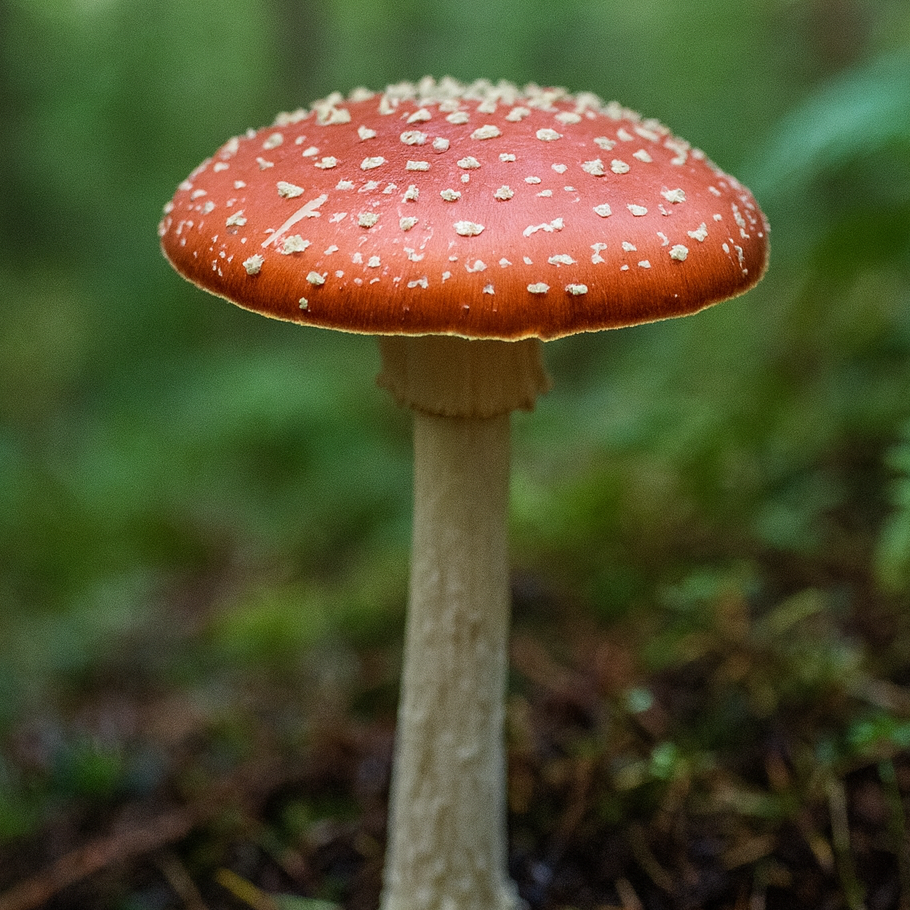 Amanita Muscaria Mushroom in the Forest by Amanita Awakens