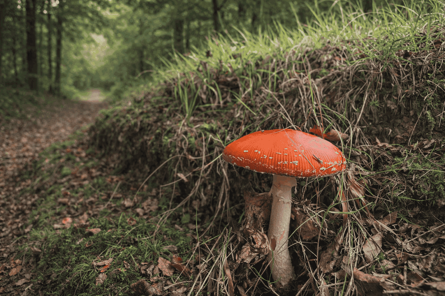 Amanita-Muscaria-mushroom-in-the-wicklow-forest